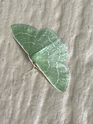 iNaturalist observation photo of Wavy-lined Emerald