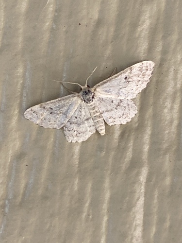 iNaturalist observation photo of Dwarf Tawny Wave