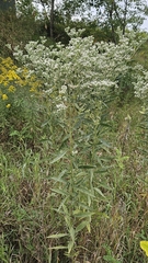 (c) Pete Diamond, some rights reserved (CC BY) Eupatorium altissimum, photograph (c) Pete Diamond, some rights reserved (CC BY)