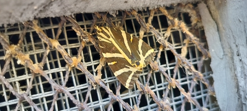 Jersey Tiger