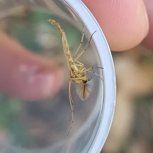 Chironomus Group