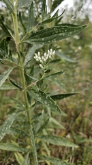 (c) Pete Diamond, some rights reserved (CC BY) Eupatorium altissimum, photograph (c) Pete Diamond, some rights reserved (CC BY)