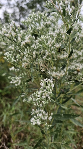 Eupatorium altissimum, photograph 4