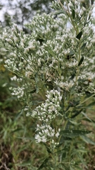 (c) Pete Diamond, some rights reserved (CC BY) Eupatorium altissimum, photograph (c) Pete Diamond, some rights reserved (CC BY)