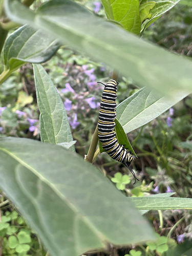 Monarch