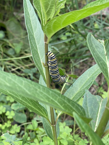 Monarch