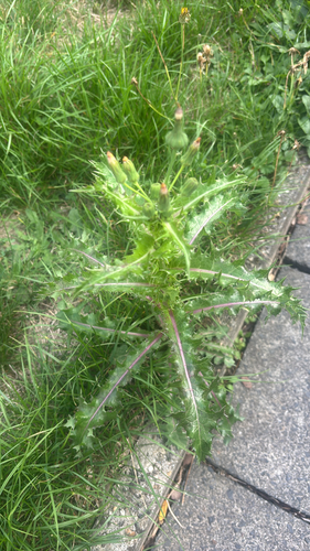 prickly sowthistle
