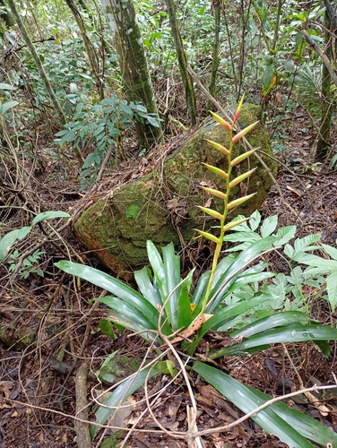 Vriesea psittacina