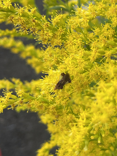 Jagged Ambush Bugs