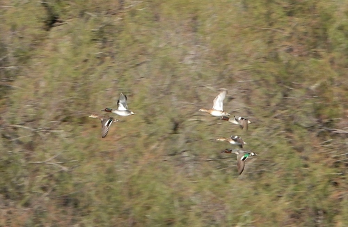 iNaturalist image