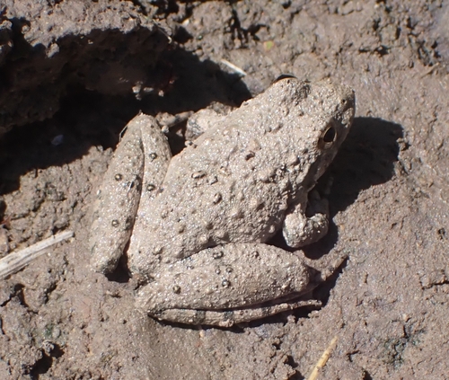 Blanchard's Cricket Frog
