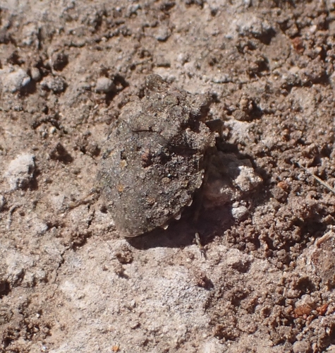 Big-eyed Toad Bug