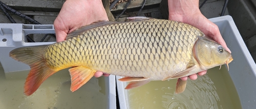 European Carp