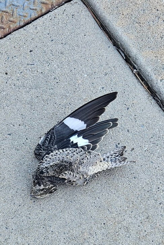 Common Nighthawk