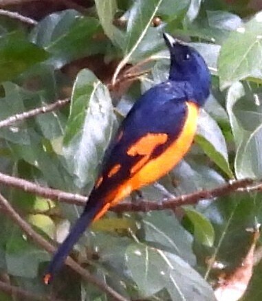 Orange Minivet