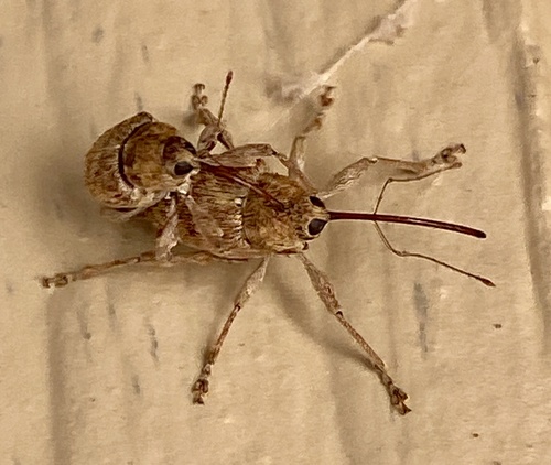 iNaturalist observation photo of California Acorn Weevil