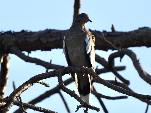 White-winged Dove