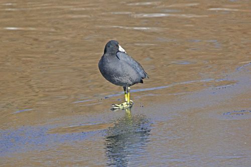 American Coot