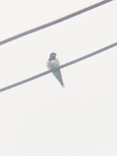 Barn Swallow
