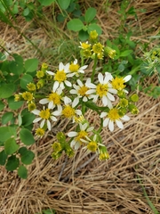 Senecio integerrimus ochroleucus