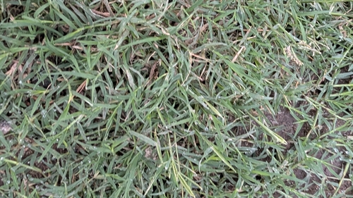 Bermuda grass