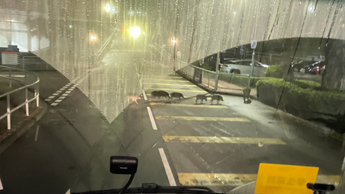 South China Boar