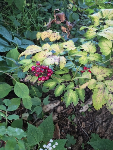 red baneberry