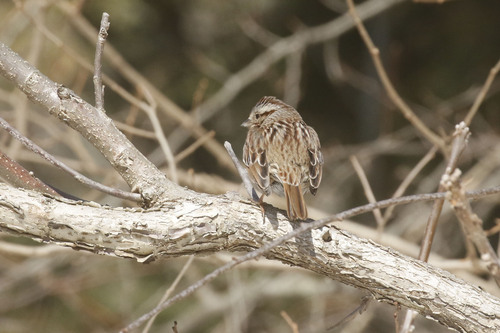Song Sparrow