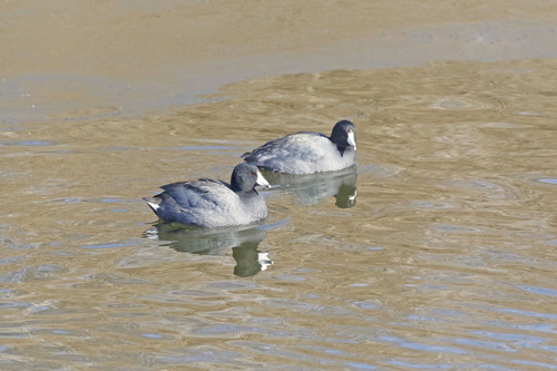 American Coot