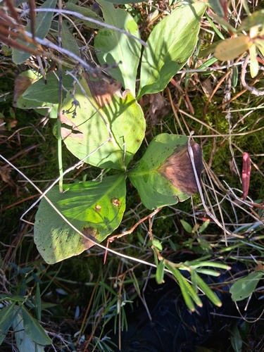 Bogbean