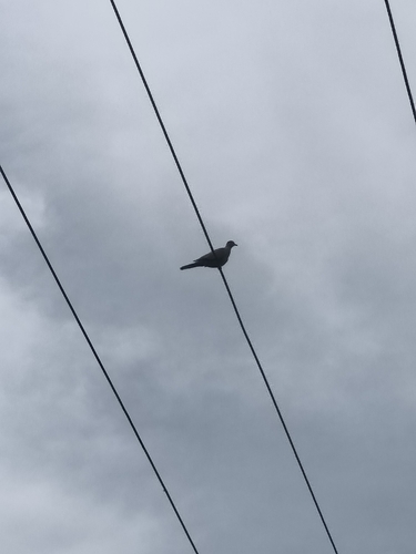 Eurasian Collared-Dove