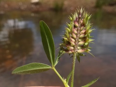 Trifolium obscurum