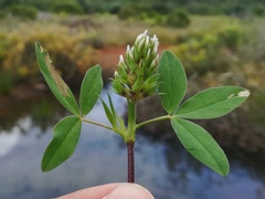 Trifolium obscurum