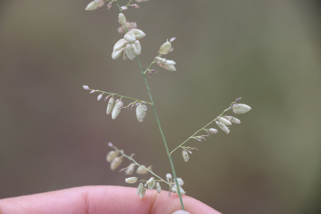Eragrostis echinochloidea; photograph (c) Zihao Wang, some rights reserved (CC BY)