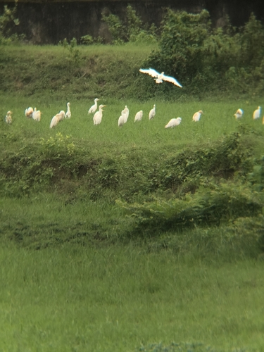Eastern Cattle-Egret