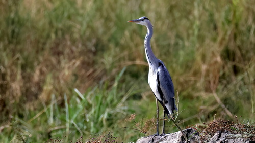 iNaturalist image
