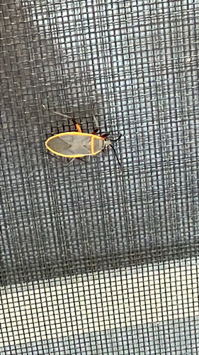 Eastern Bordered Plant Bug