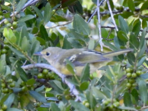 White-eyed Vireo
