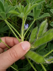 Lupinus micranthus