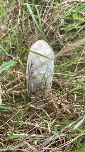 Shaggy Mane