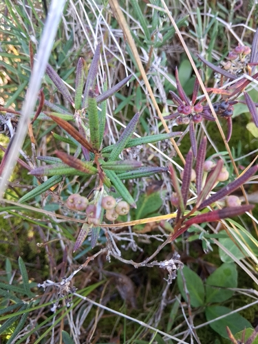 Wild Rosemary