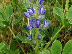 Lupinus micranthus