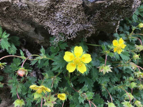 Potentilla eriocarpa, photograph 6