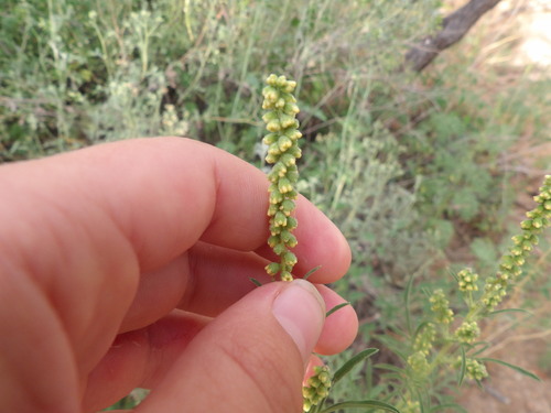 Slimleaf Bursage