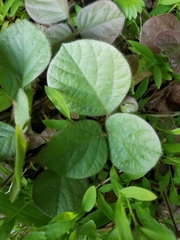 Desmodium rotundifolium