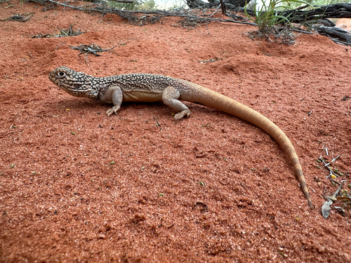 Central Netted Dragon