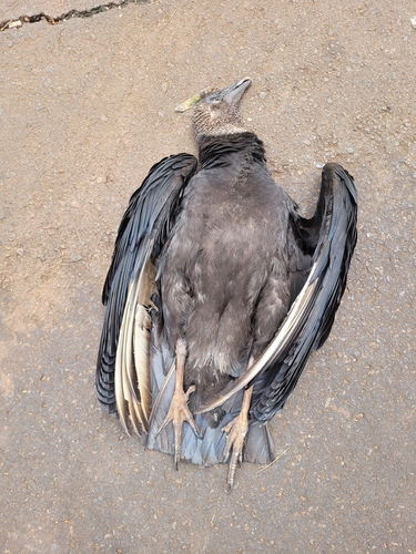 Black Vulture