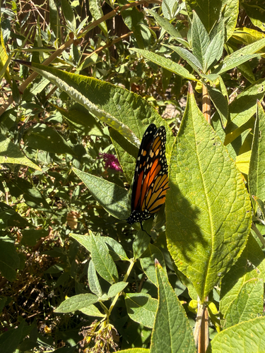Monarch