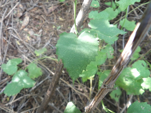 Dwarf Abutilon