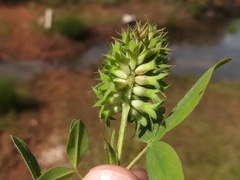 Trifolium obscurum